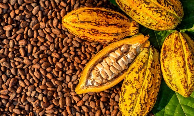 US Announces $22 Million Project to boosts Cocoa Value Chain in Nigeria